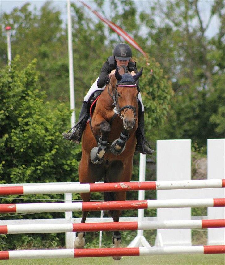 Dansk Varmblod Future Latino (Tino) billede 15