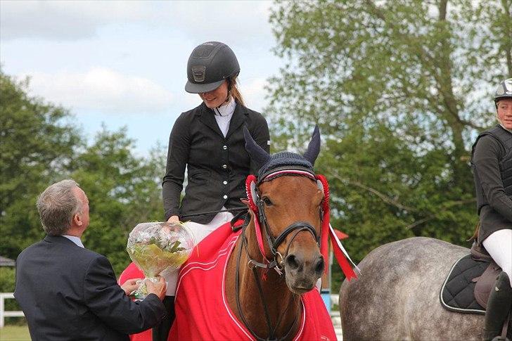 Dansk Varmblod Future Latino (Tino) billede 16