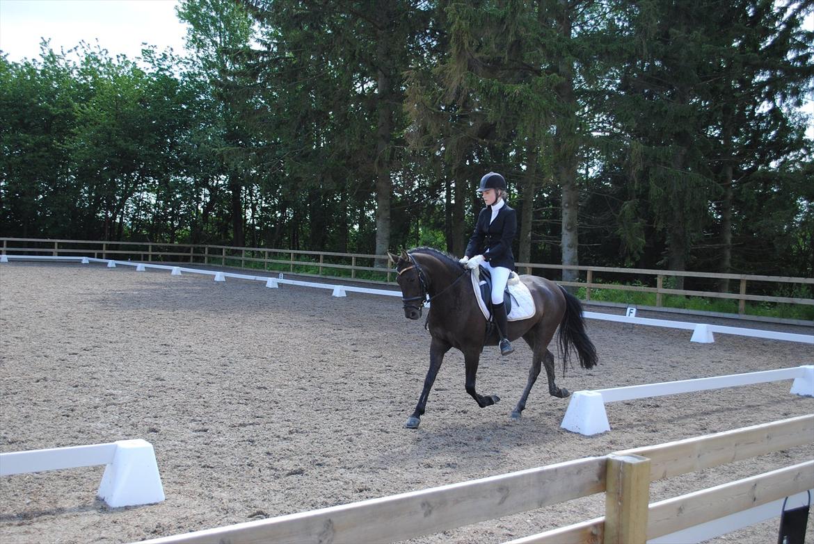Hollandsk Sportspony Stuntman - Stævne på gøngehusfarmen :-) billede 18