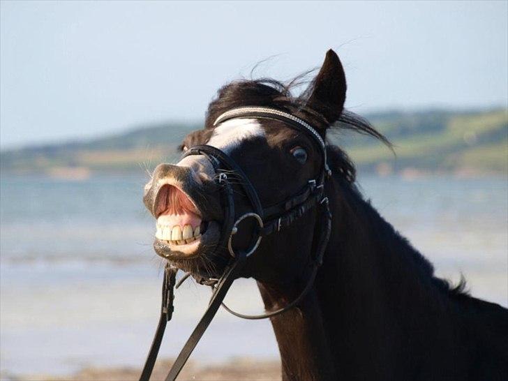 Anden særlig race Blue Eye´D Girl - A pony SOLGT! - 6. Mig og putten efter undervisning, tog vi til stranden og hyggede os.

Foto: Annika Løvmose Holm. billede 6