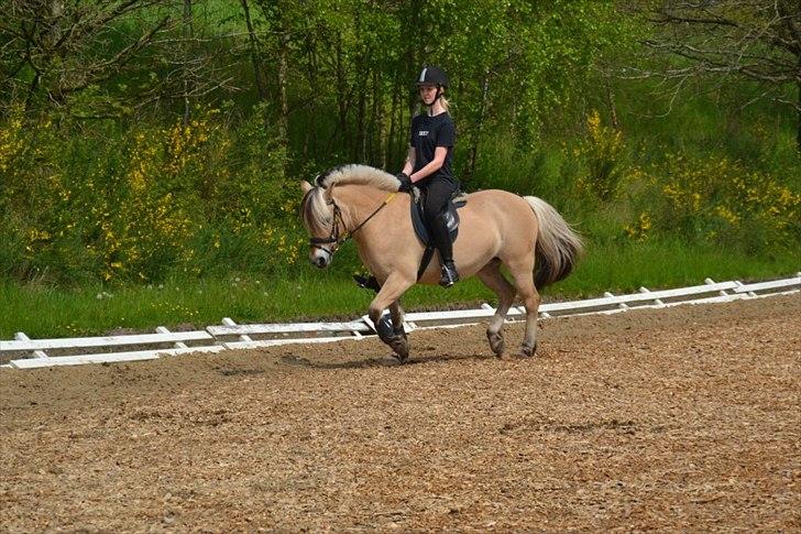 Fjordhest Kamilla  billede 1