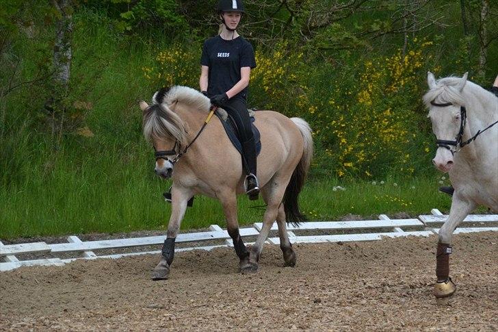 Fjordhest Kamilla  billede 5