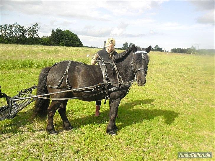 Shetlænder sonny boy - [Foto: Nikoline] billede 12
