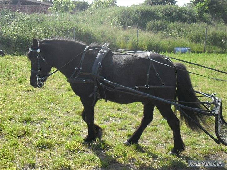 Shetlænder sonny boy - [Foto: Nikoline] billede 13