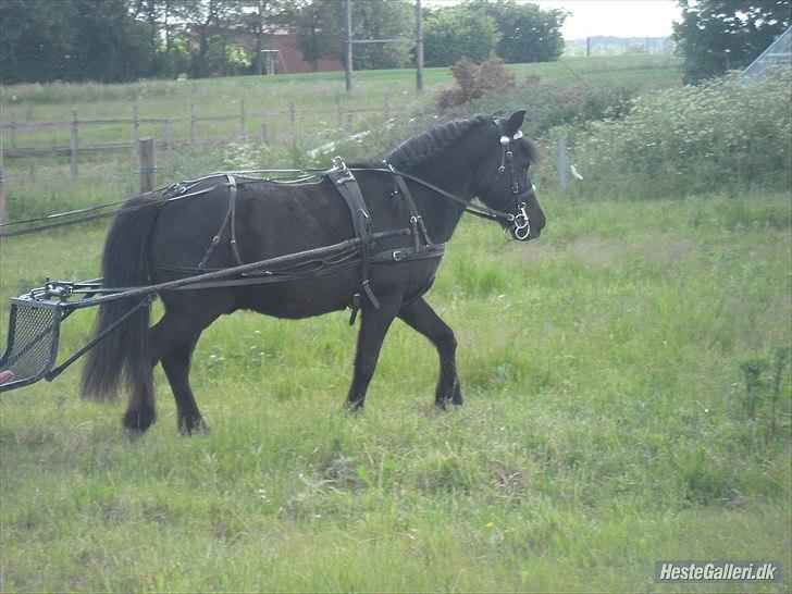 Shetlænder sonny boy - [Foto: Nikoline] billede 14