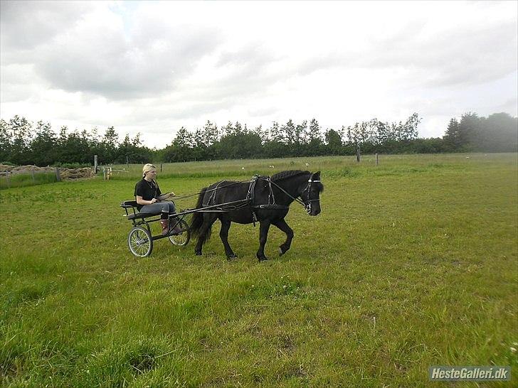 Shetlænder sonny boy - [Foto: Nikoline] billede 15