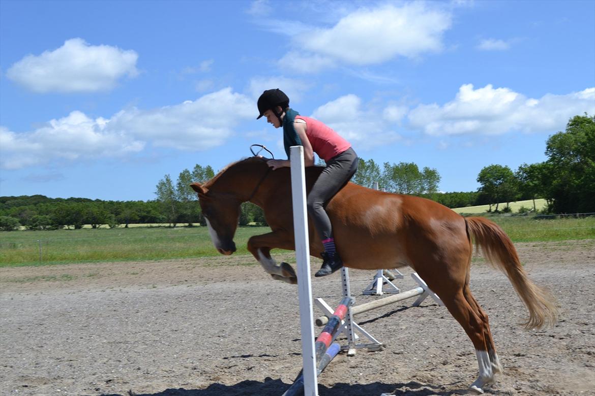 Anden særlig race Aichah - 11 Juni 2012 - Sidste dag med Aichah! billede 7