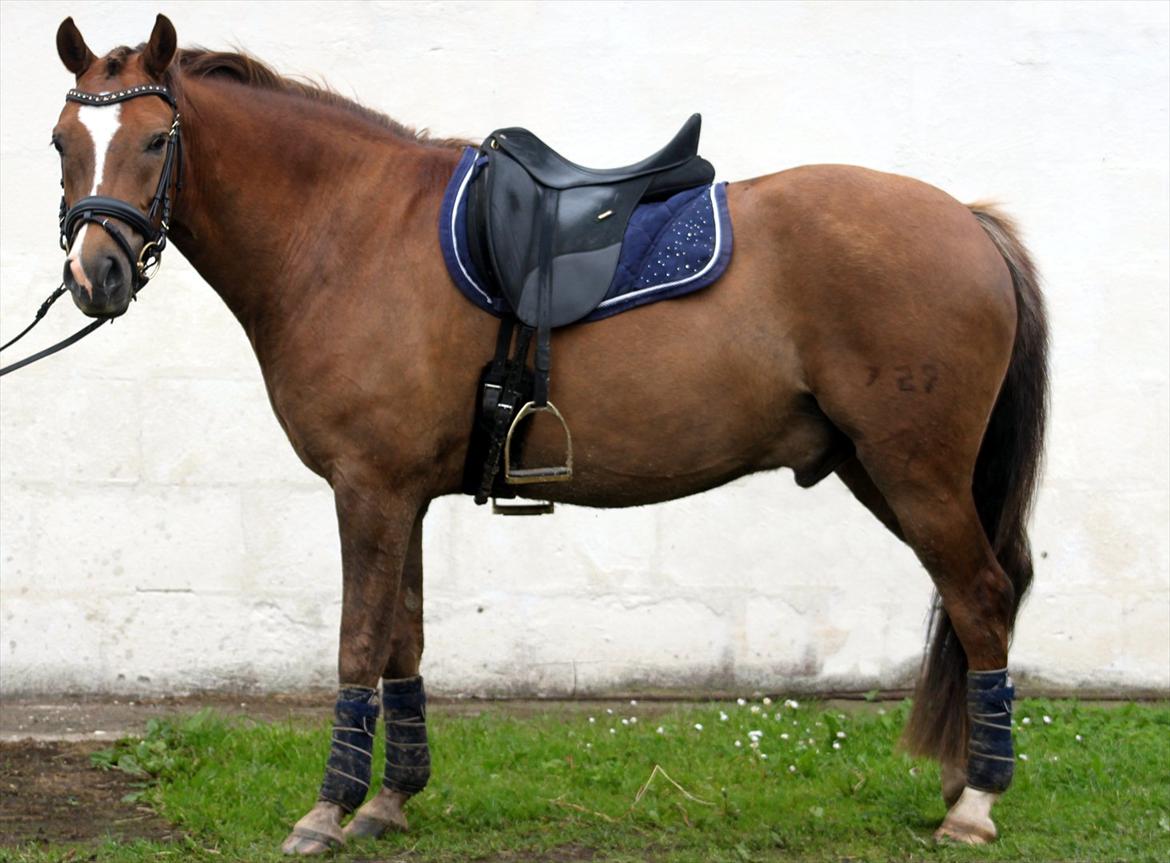 New Forest Bøgelys Bøg(Solgt) billede 10