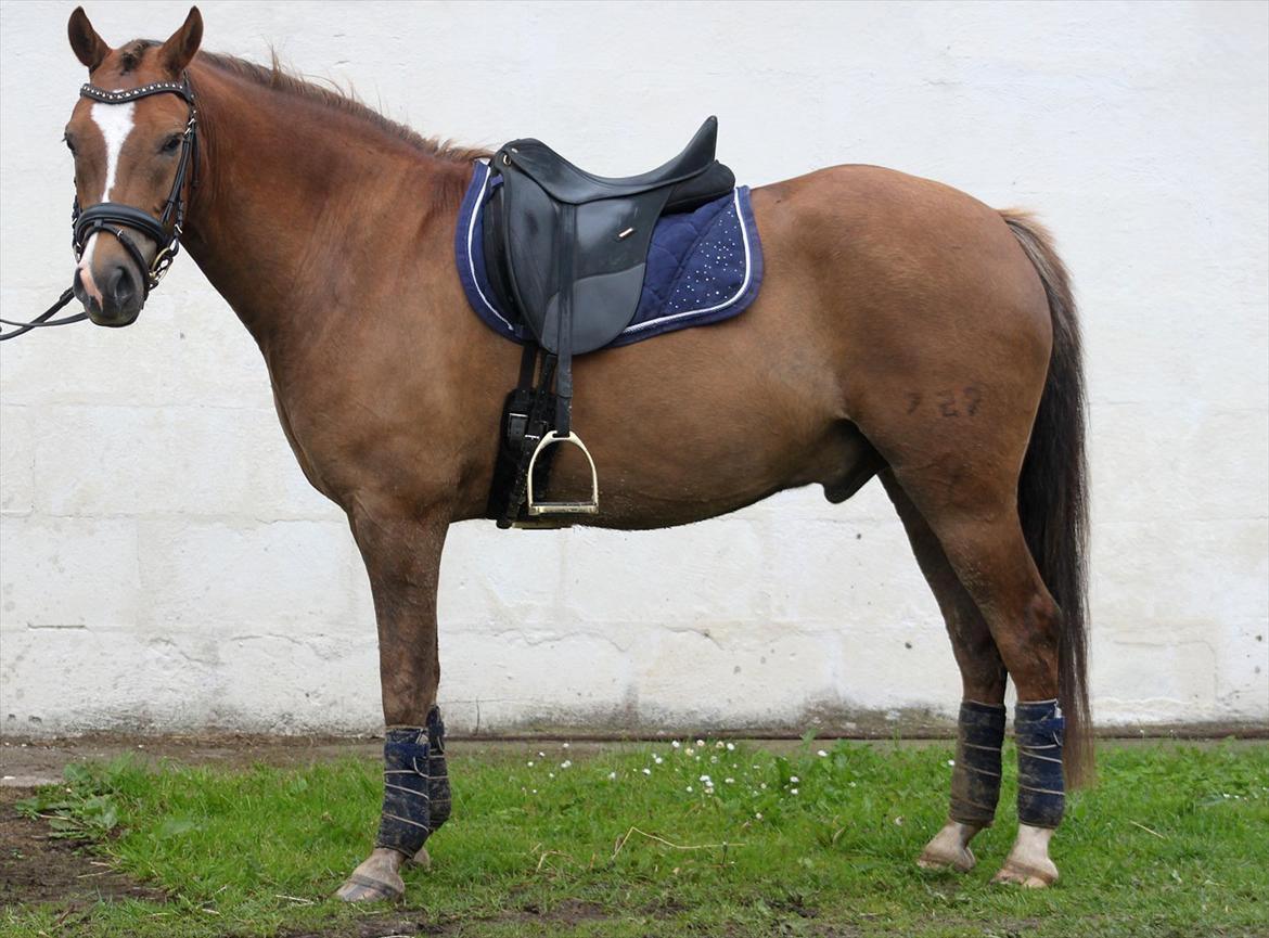 New Forest Bøgelys Bøg(Solgt) billede 11