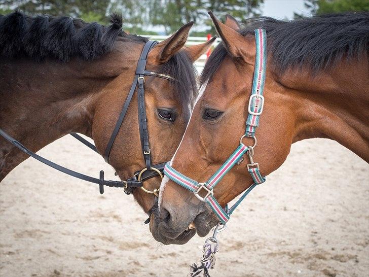Tysk Varmblod | Giaccomo 43 - Vores dejlige basser <3
Foto: Rune Jensen billede 13