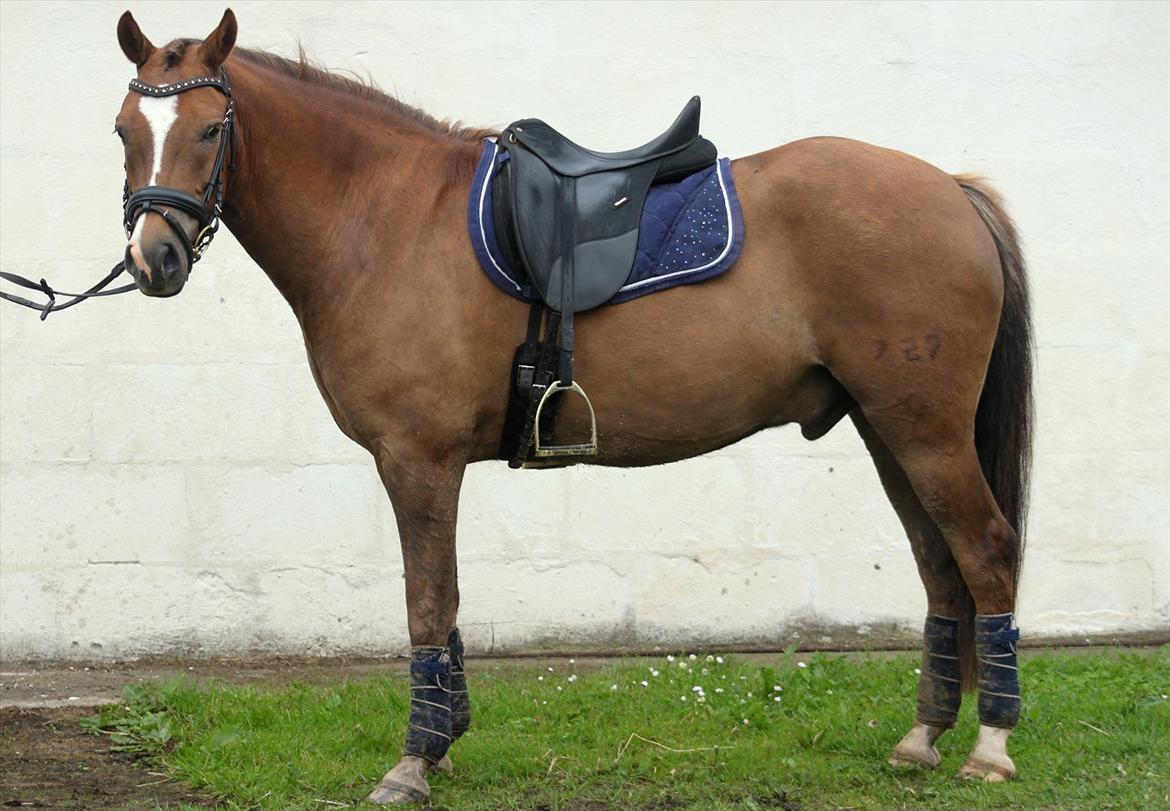 New Forest Bøgelys Bøg(Solgt) billede 12