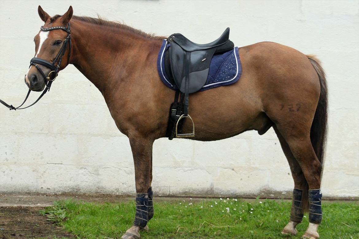 New Forest Bøgelys Bøg(Solgt) billede 13