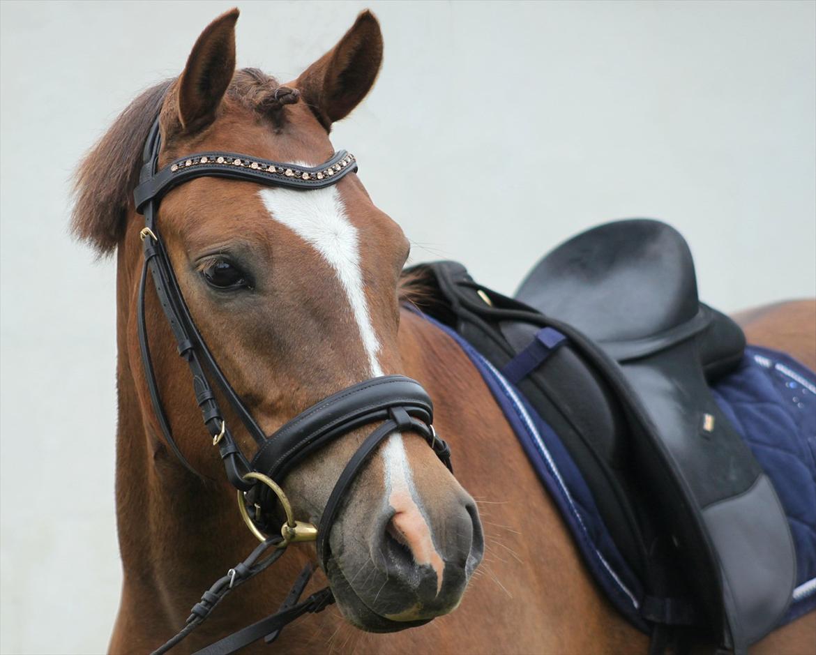 New Forest Bøgelys Bøg(Solgt) billede 14