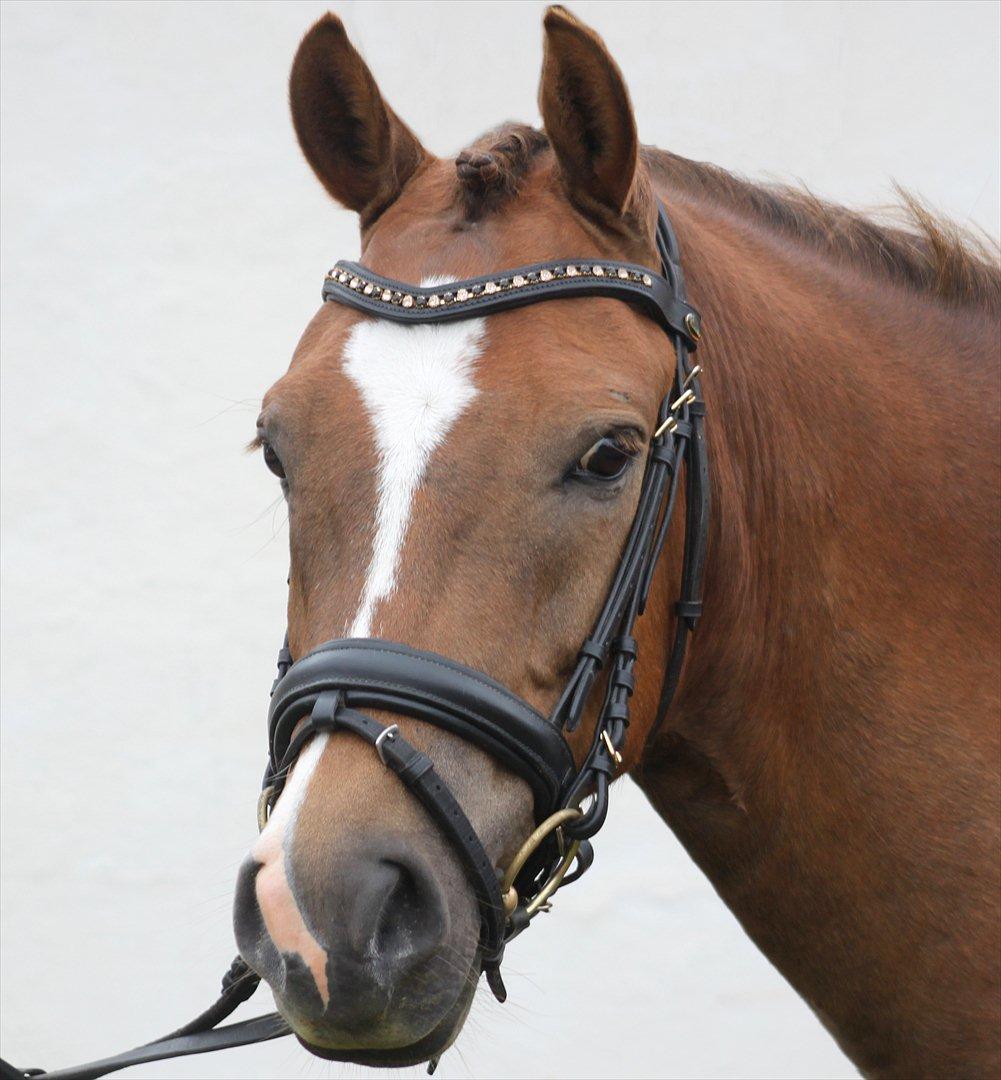 New Forest Bøgelys Bøg(Solgt) billede 15