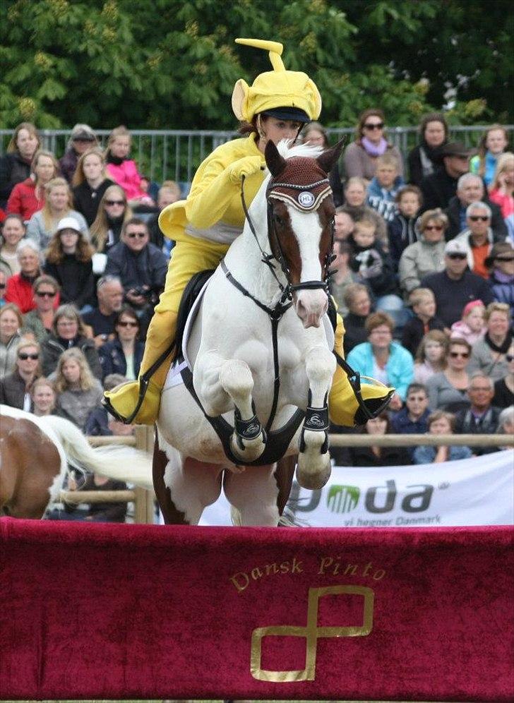 Pinto Picasso(my soulmate) - Roskilde dyreskue 2012 :D. 
Love my horse.!. :* billede 2