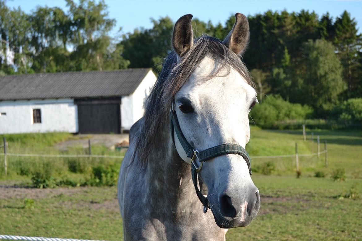 Anden særlig race Shadow billede 9
