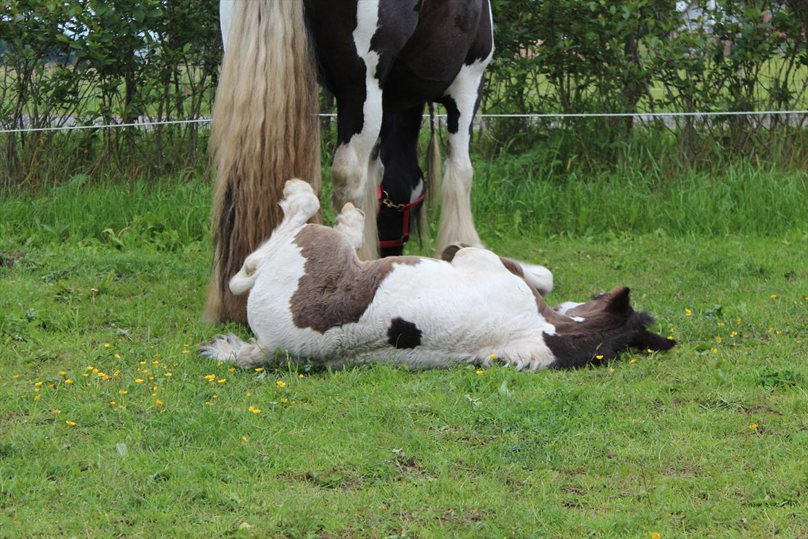 Irish Cob Haven´s Mella - Det er godt nok sjovt at dreje rundt. billede 6