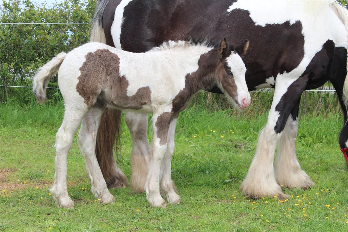Irish Cob Haven´s Mella - Mor var godt nok længe om at få ordnet hår. billede 7