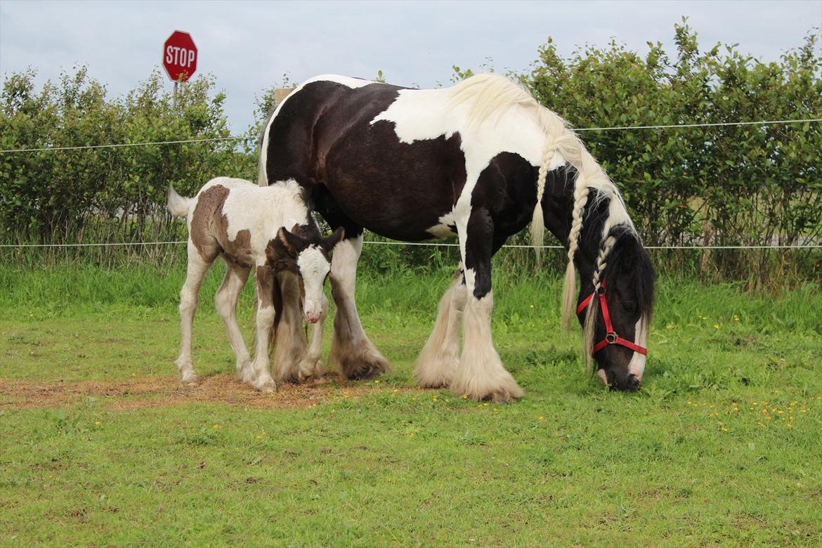 Irish Cob Shakila´s Shanti - Hvor var det dejligt at blive børstet og nusset, jeg var lige ved at falde i søvn. billede 9
