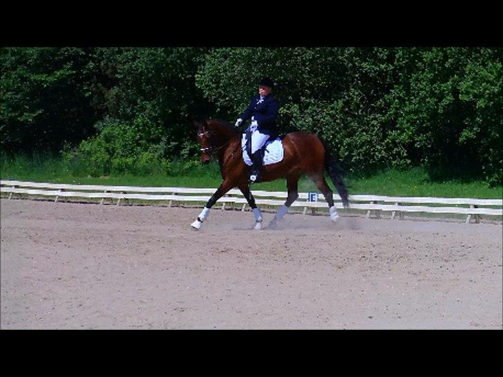 Dansk Varmblod Lobca K - [Part] billede 14