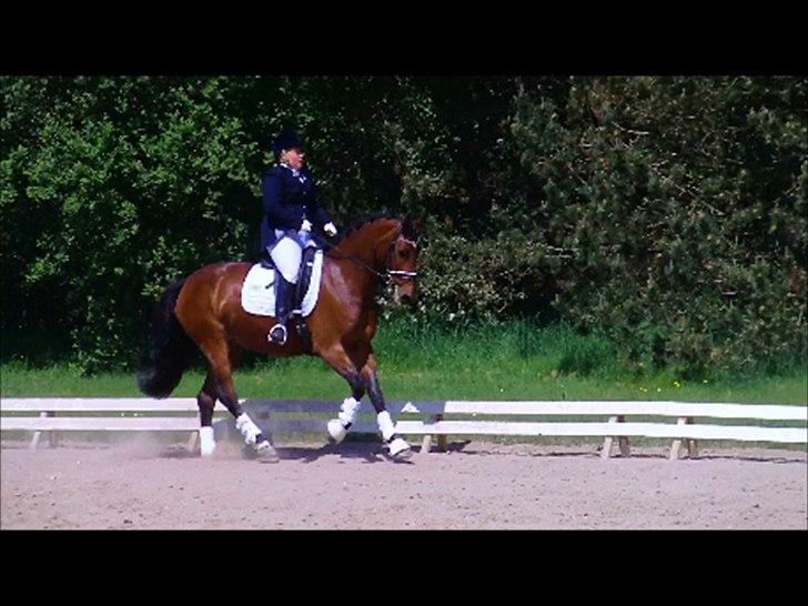 Dansk Varmblod Lobca K - [Part] billede 15