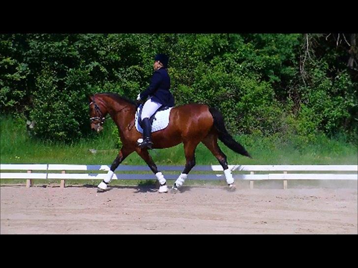 Dansk Varmblod Lobca K - [Part] billede 16