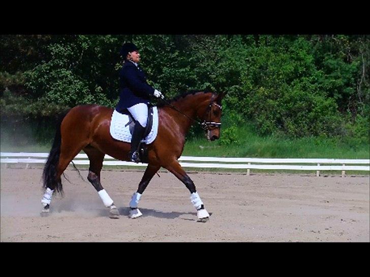 Dansk Varmblod Lobca K - [Part] billede 17