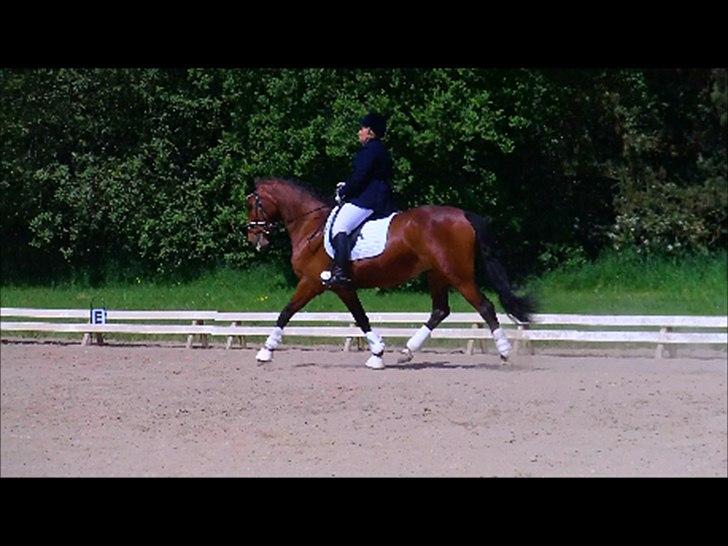 Dansk Varmblod Lobca K - [Part] billede 18