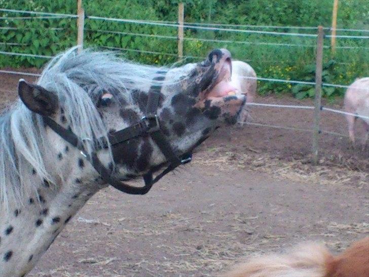 Knabstrupper Hannibal  - SMIL! billede 1