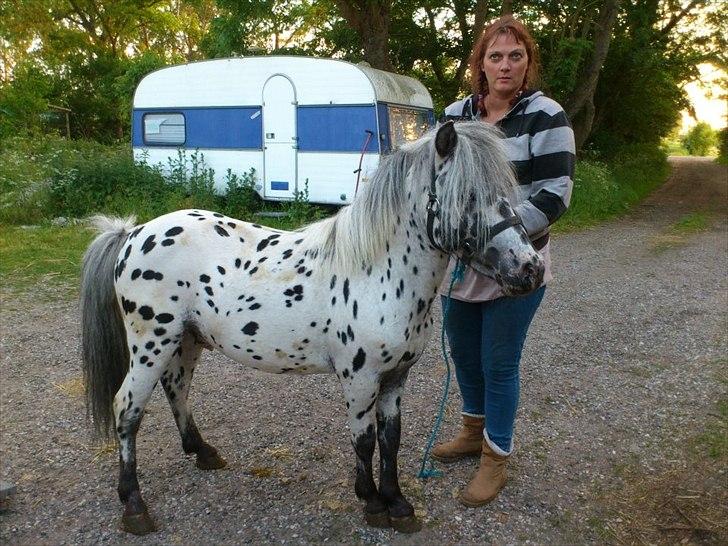 Knabstrupper Hannibal  billede 2