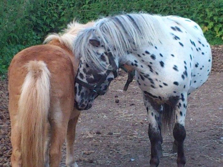 Knabstrupper Hannibal  billede 5