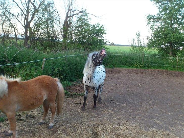 Knabstrupper Hannibal  billede 6