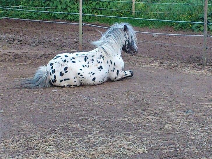 Knabstrupper Hannibal  billede 7