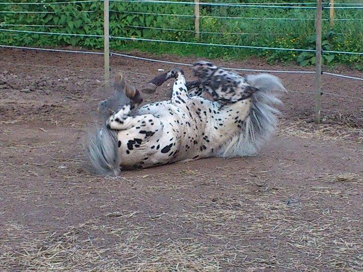 Knabstrupper Hannibal  billede 8