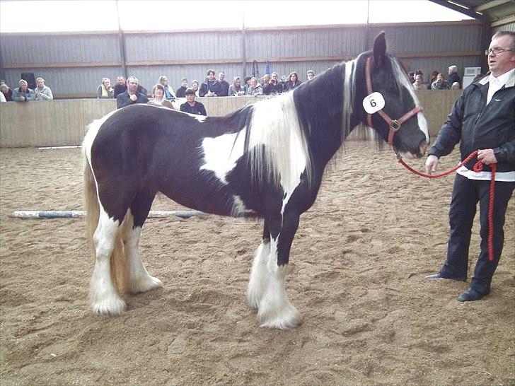 Irish Cob Haven´s Mille *SOLGT* - Smukke Mille ved kåringen i Ringe d. 19 maj. Flot 2 præmie. 3 år og lækker tøs. Hun er fremvist af min mand :o) billede 10