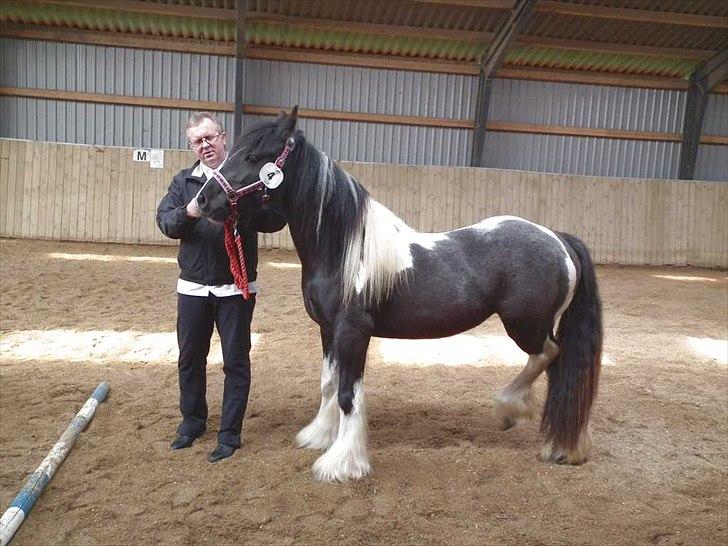 Irish Cob Haven´s Malou *SOLGT" - Malou ved kåringen i Ringe d. 19 maj 2012. 3 år. Fremvist af min mand :o) Set fra den ene side. billede 13