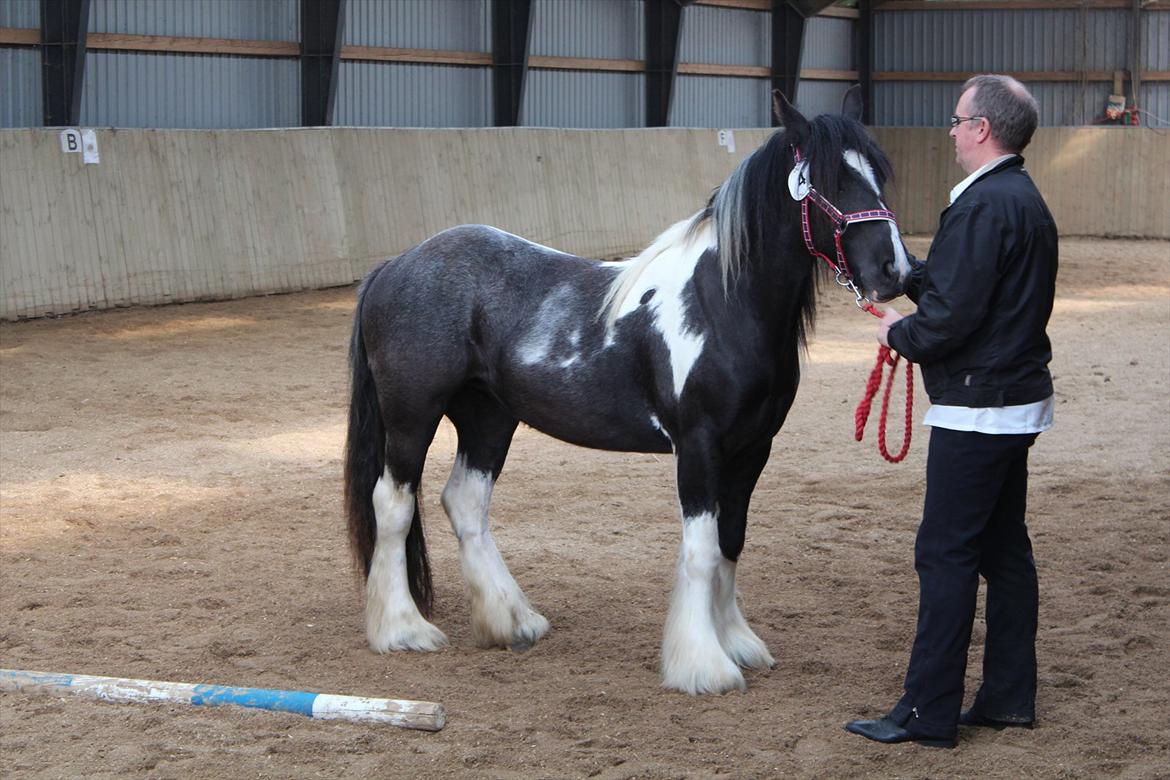 Irish Cob Haven´s Malou *SOLGT" - Malou ved kåringen i Ringe d. 19 maj 2012. Hun fik en flot 3 præmie. Fremvist af min mand :o)
Set fra den anden side. billede 14