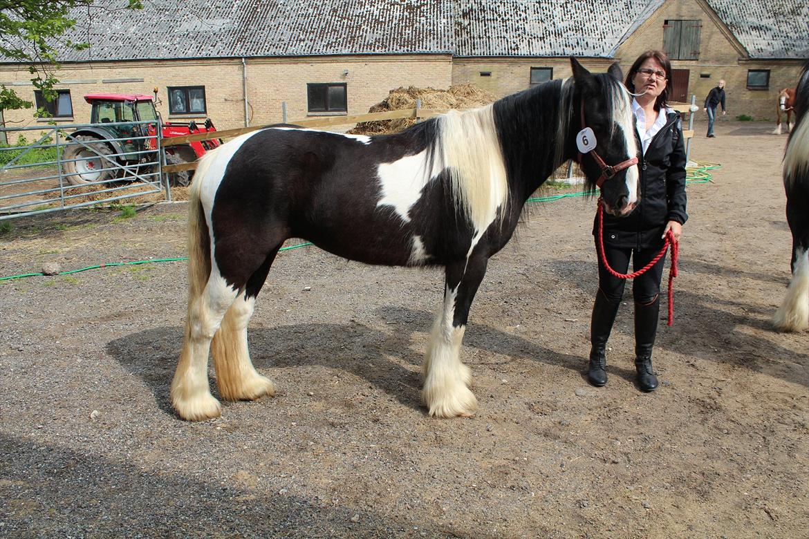 Irish Cob Haven´s Mille *SOLGT* - Mille og mor venter udenfor ridehallen i Ringe, Malou er der inde og jeg vil ikke være selv inde i stalden i det gode vejr. billede 9