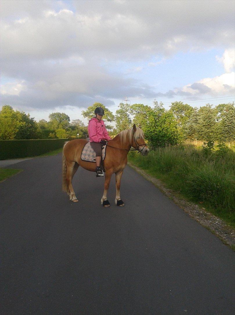 Haflinger Angelica Møllehøjgård - på tur :-*

foto Rikke N med min mobil <3 billede 9
