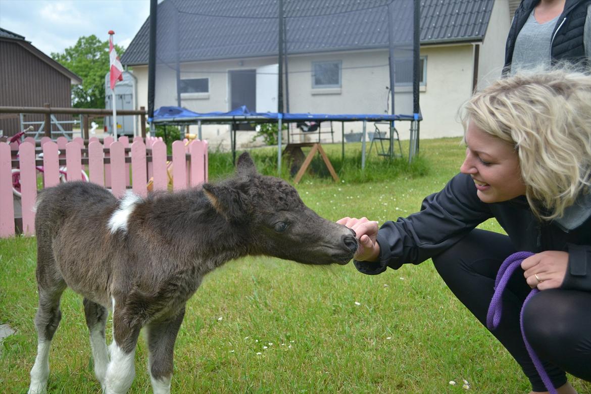 Dansk Miniature BG Precious Diamond - Mine to skønheder :) billede 13