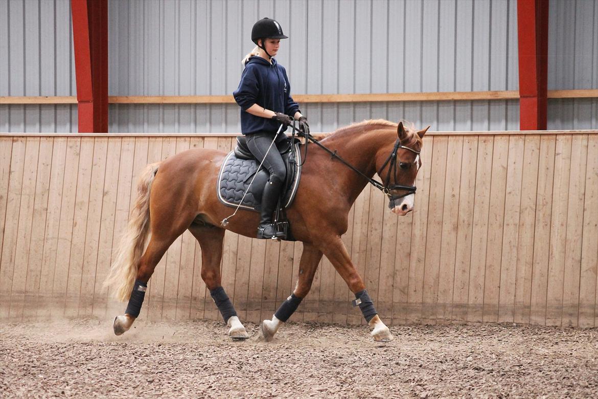 Anden særlig race Firebird - Dressur, MBKN Foto - Juni 2012 billede 2