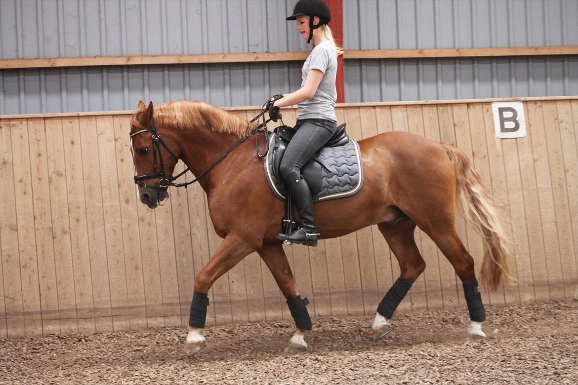 Anden særlig race Firebird - Dressur, MBKN Foto - Juni 2012 billede 9