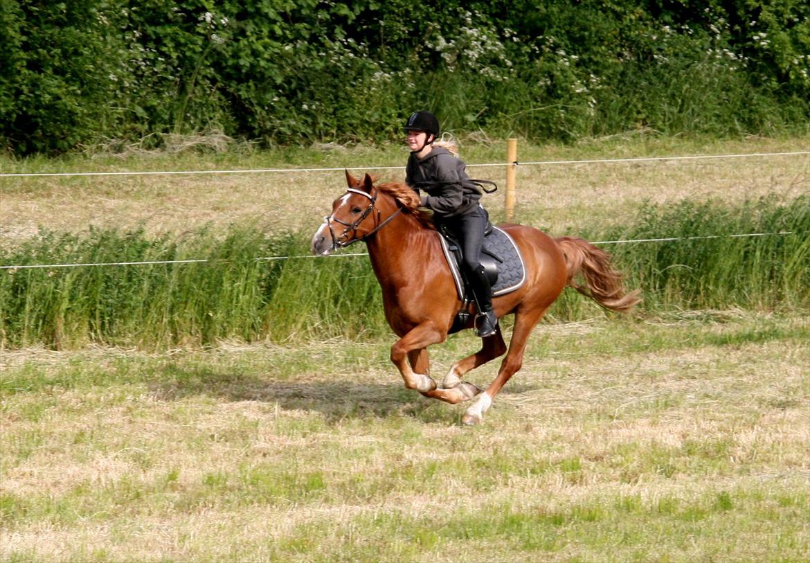 Anden særlig race Firebird - Fuld galop på Bogø - Juni 2012 billede 12