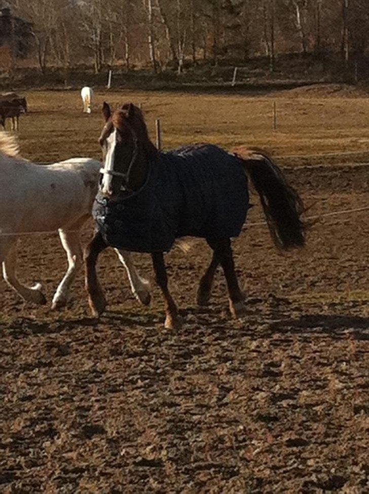 Welsh Cob (sec D) Arvalon Geronimo (os) - Gero laver versade på fold :) billede 12