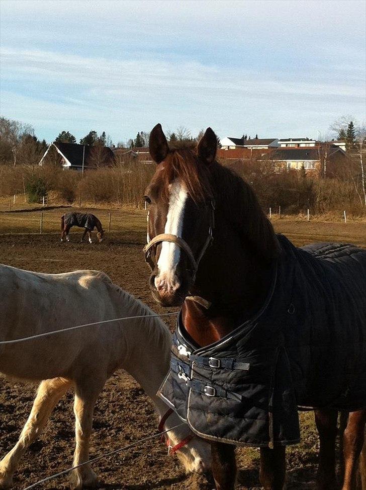Welsh Cob (sec D) Arvalon Geronimo (os) - Smukke dreng :-)
 billede 1