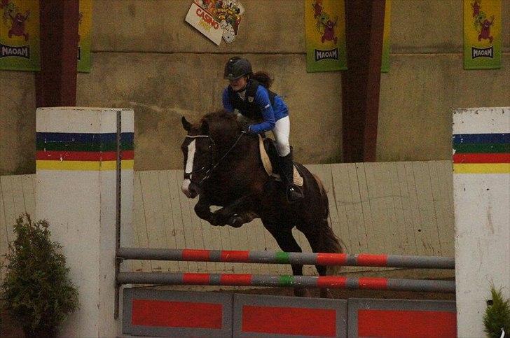 Welsh Cob (sec D) Arvalon Geronimo (os) - Mig og Gero i en LB** på Lykkeshøj :) billede 13