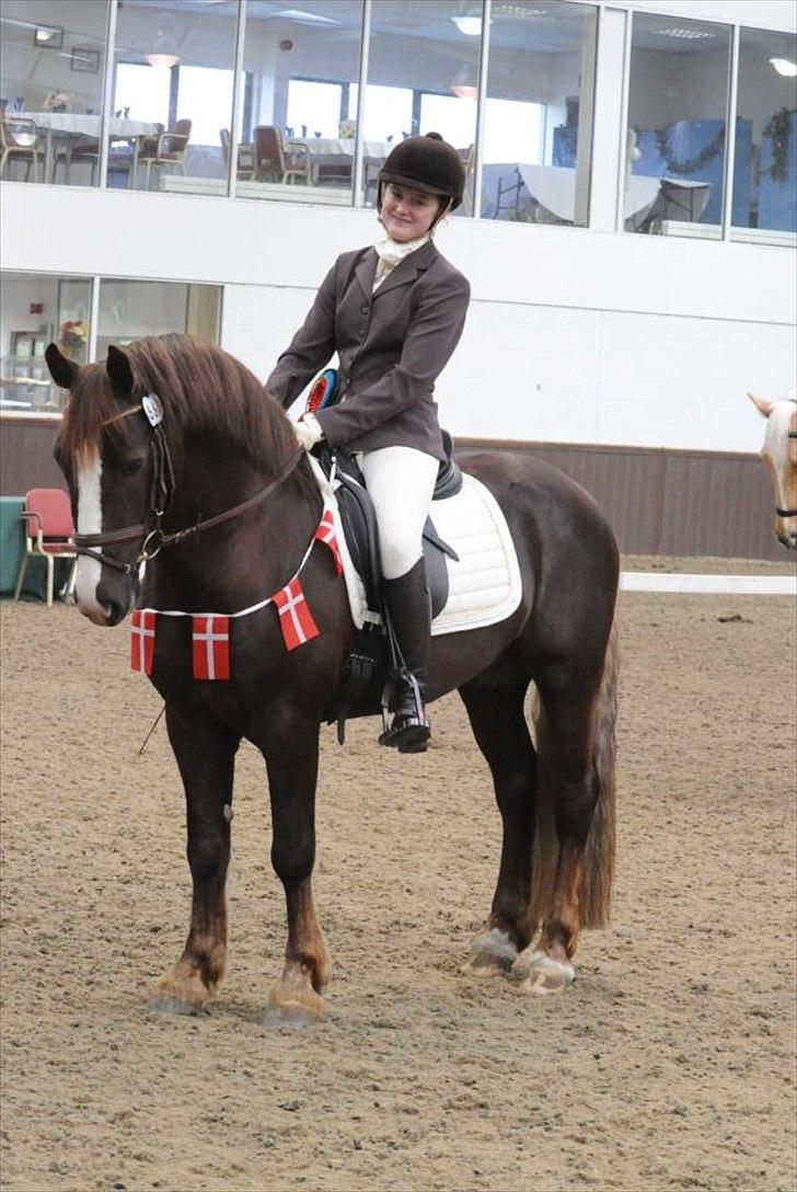 Welsh Cob (sec D) Arvalon Geronimo (os) - Mig og Gero her i England hvo vi vandt den sværeste klasse. Vi blev også nr. 10, nr. 6 for hold, to 2 pladser. Det blev i alt 14 rossetter på 2 dage og kun 1 hest :)  billede 14