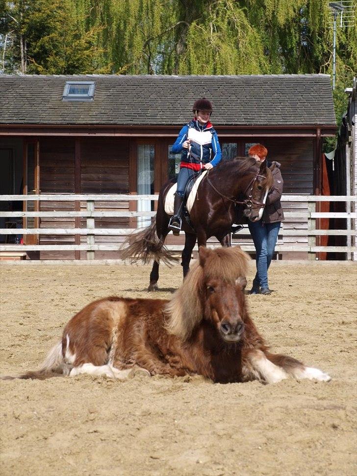 Welsh Cob (sec D) Arvalon Geronimo (os) - Da vi var kommet til England skulle jeg lige ud og ride, men den lille pony der ligger forrest havde så ondt at vi ikke kunne flytte den så jeg red bare med en pony til at ligge der :) billede 15