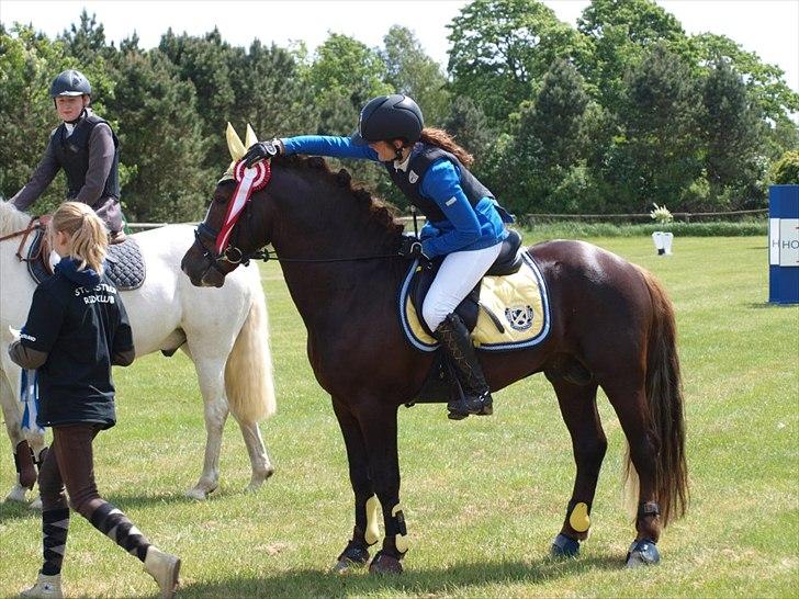 Welsh Cob (sec D) Arvalon Geronimo (os) - Vandt begge LB** den dag, han er bare en stjerne :-) billede 16