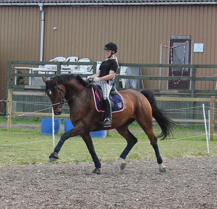 Dansk Varmblod Moresco Essenbæk billede 16
